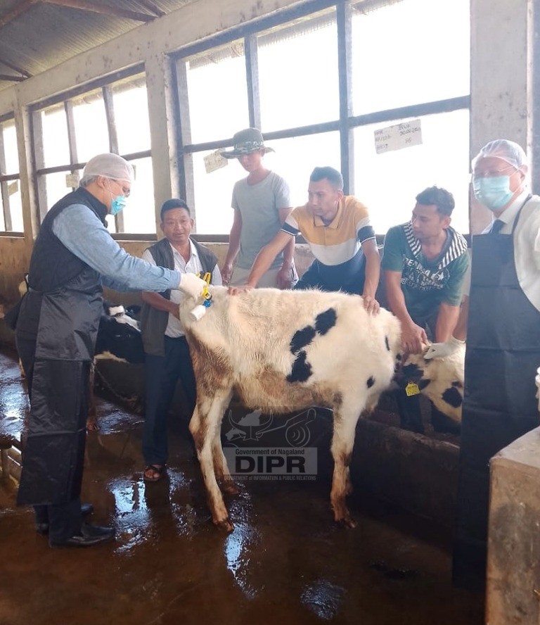 Dr BM Sunep administers the 1st vaccine to mark the launch of the Phase VI of the FMD Vaccination Mission in the state. (DIPR Photo)